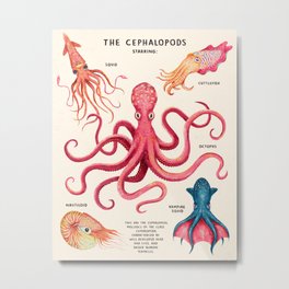 THE CEPHALOPODS Metal Print | Underwater, Octopus, Vintage, Squid, Animal, Drawing, Sealife, Acuatic, Kraken, Fish 