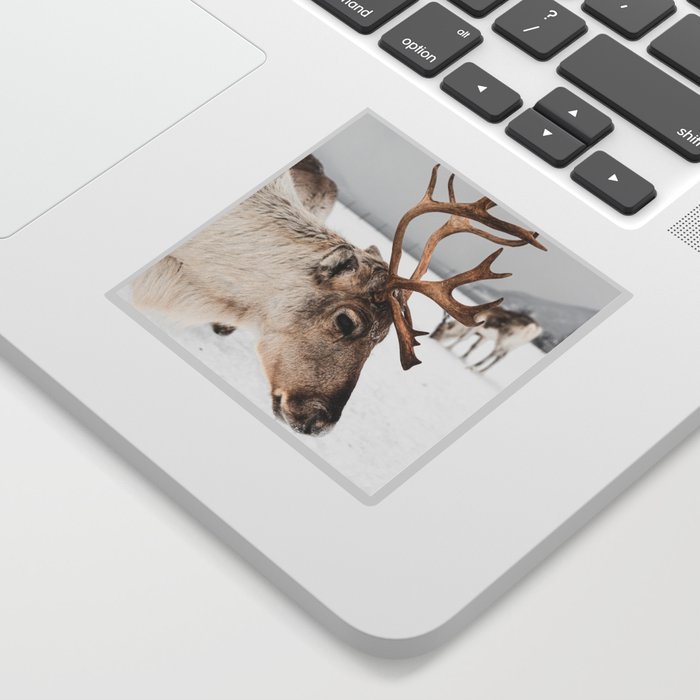 Reindeer with Antlers In Snow | Norway Tromsø Winter Art Print | Arctic Animal Travel Photography Sticker