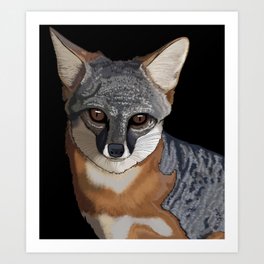 grey (silver) fox Art Print