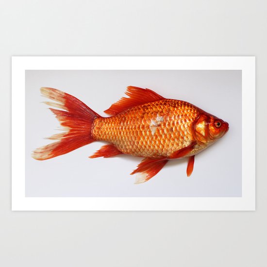 Red Gold Fish Art Print