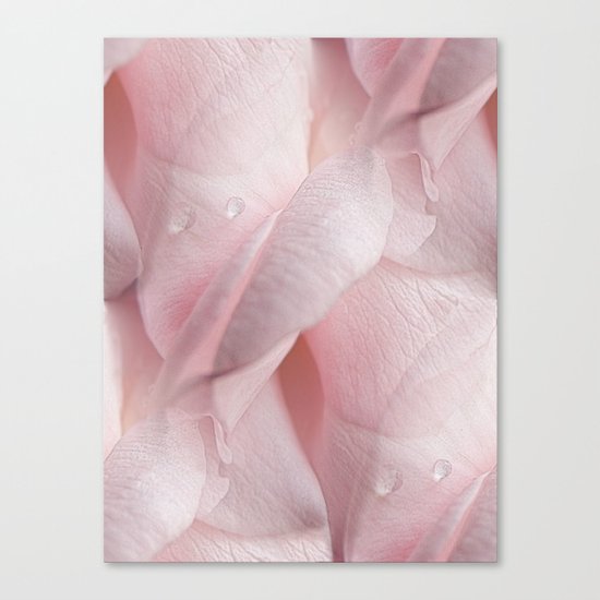 Tears Of A Rose Canvas Print