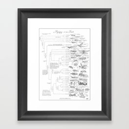 Phylogeny of the Insects Framed Art Print