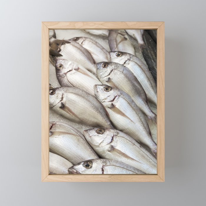 Gresh fish. Fish market in Portugal Framed Mini Art Print