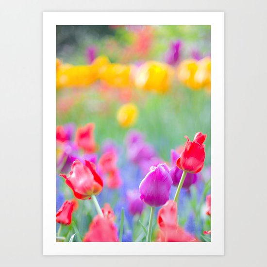 Soft Tulips Art Print