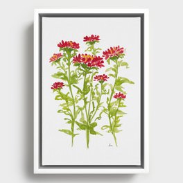 Ruby Red Aster Flowers Framed Canvas