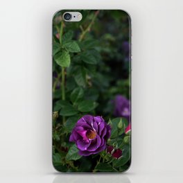 Purple rose flower close-up | Nature Photography | Floral | Plant | Botanical Art iPhone Skin