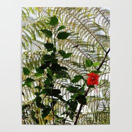 Red Hibiscus Flowers Blooming With Fern Poster