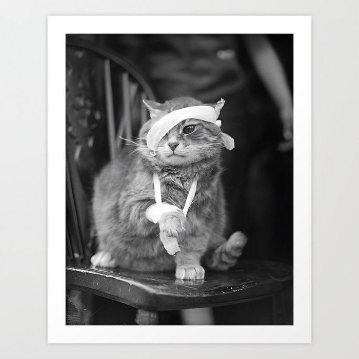You should have seen the other guy; humorous injured cat black and white funny photograph portrait photography Art Print