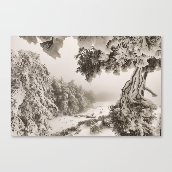 "Snow forest". At the mountains... Canvas Print