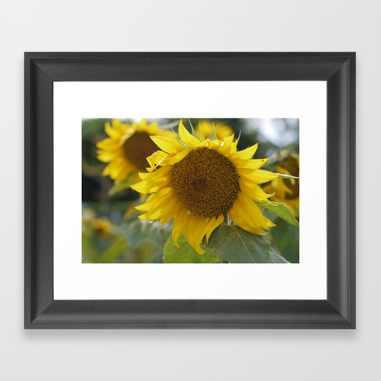 Sun Flower Framed Art Print