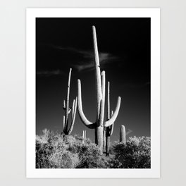 Black and White Saguaro Cactus Photo Art Print