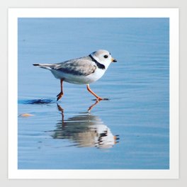Piping Plover Art Print