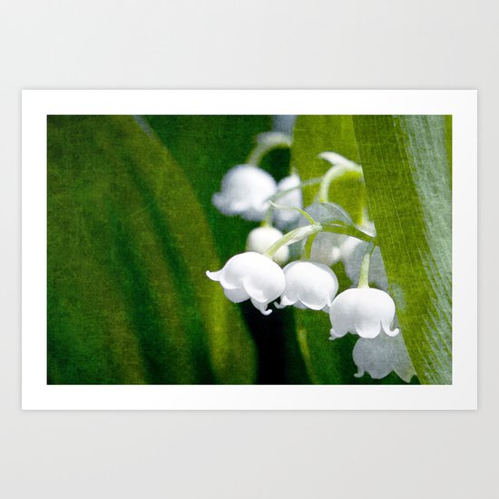 Lily of Peace Art Print