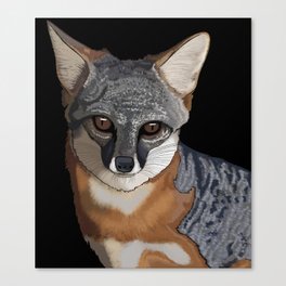 grey (silver) fox Canvas Print