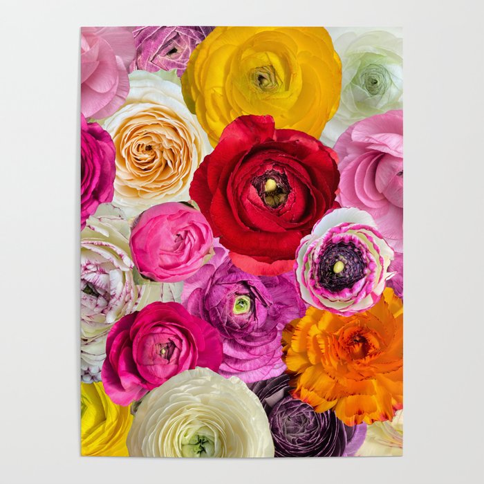 Ranunculus obsessed flower collage  Poster