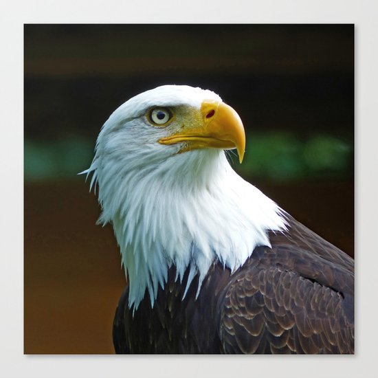 American Bald Eagle Head Canvas Print