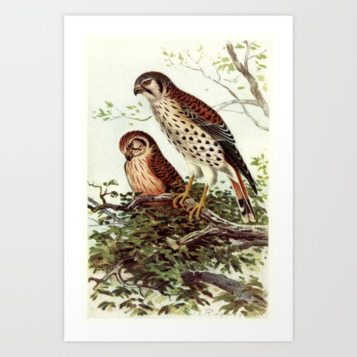 American sparrow-hawk by J.L Ridgways, 1901 (proceeds benefitting The Nature Conservancy) Art Print