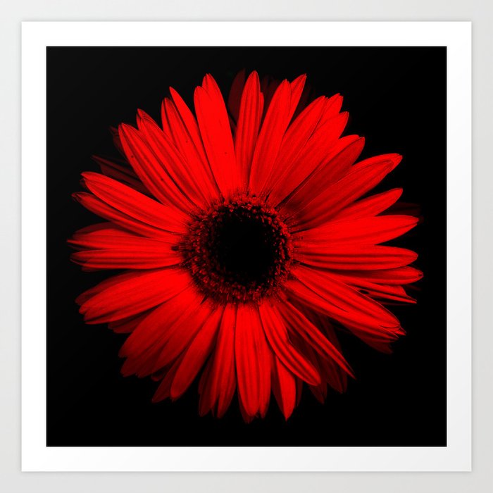 Red Daisy Flower on Black Background Art Print by Doodle's Designs |  Society6