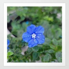 Rain drops on blue flower Art Print