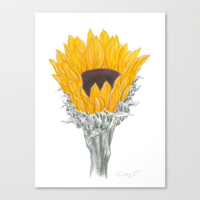 Sunflower 01 Botanical Flower Canvas Print