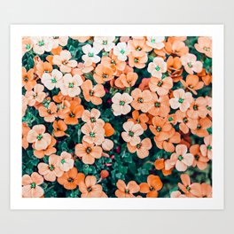 Floral Bliss, Nature Photography Garden Meadow, Blush Orange Coral Summer Flowers Botanical Art Print