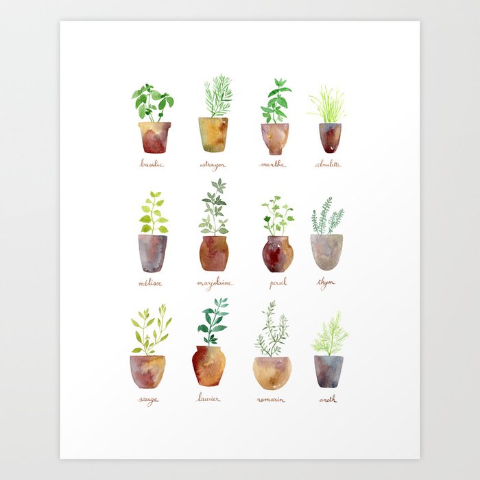 Culinary Herbs Art Print