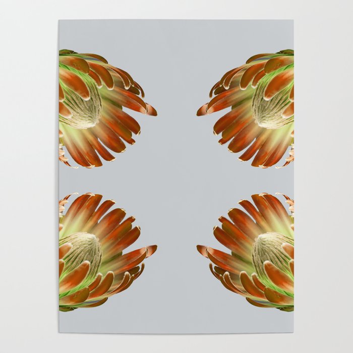 Tulip_sugerbush_Orange Protea Poster