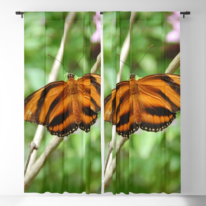 Brazil Photography - The Dryadula Phaetusa Butterfly Blackout Curtain