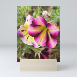 Petunia flower Mini Art Print