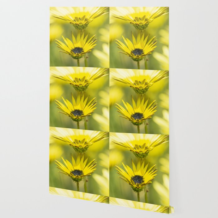 The Beauty Of Yellow Daisies Wallpaper By Cesartorres Society6