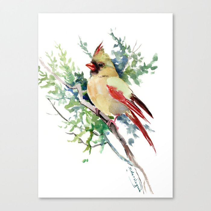 Cardinal Bird Artwork Female Cardinal Bird Canvas Print By