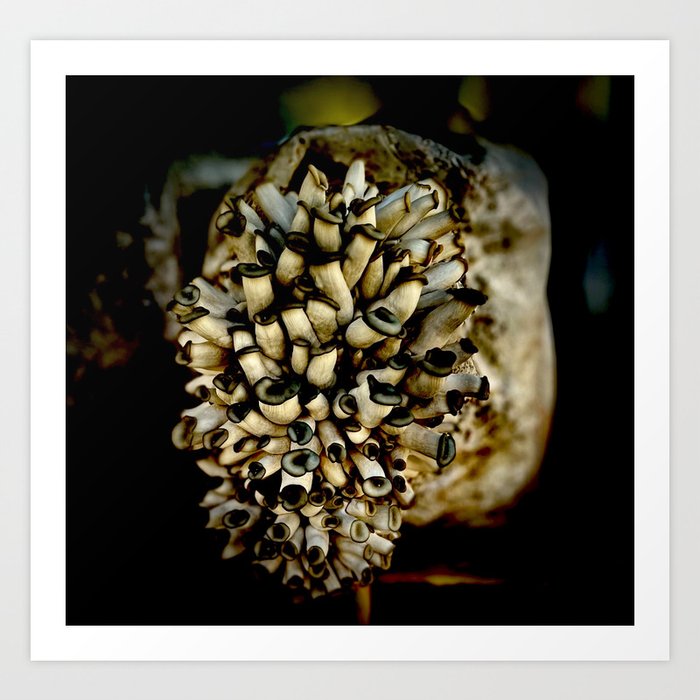 Blue Oyster Mushrooms Art Print