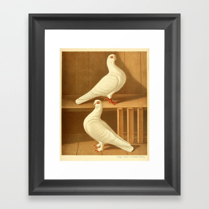 Two Doves Framed Art Print