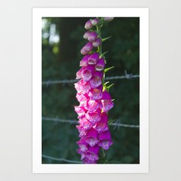 Enchanting Elegance: Close-Up of Blooming Foxglove Blossom Art Print