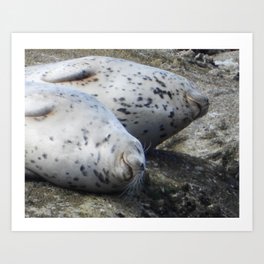 Happy Harbor Seals Art Print