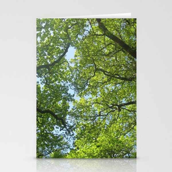New Forest Beech Canopy Stationery Cards