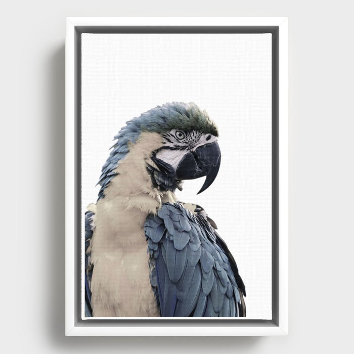 Blue Parrot Framed Canvas