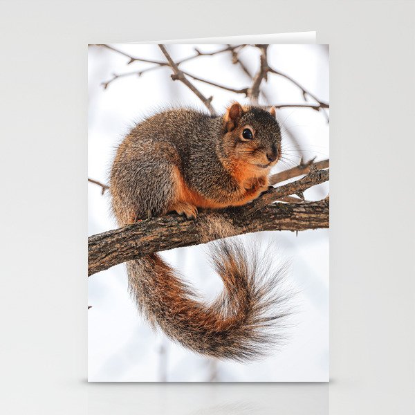 Fox Squirrel Stationery Cards