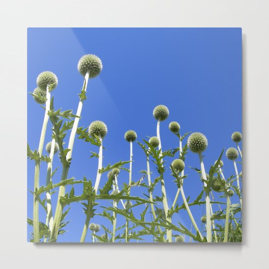 summer thistle IV Metal Print