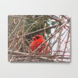 Chilly Cardinal 2 Metal Print