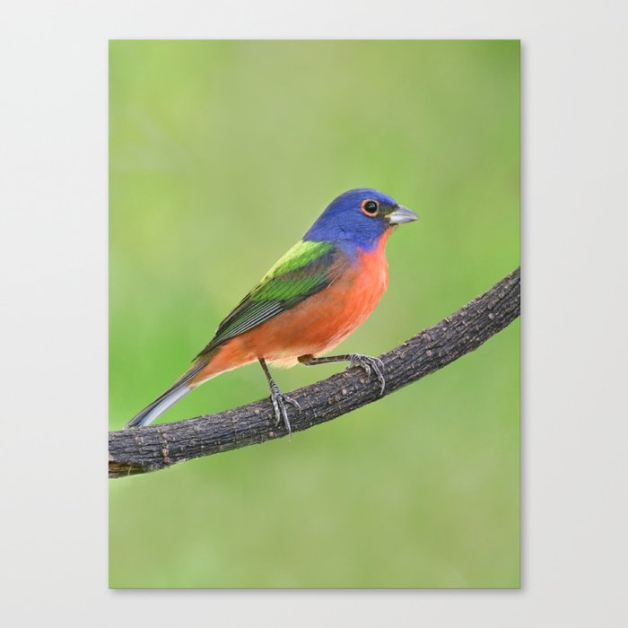 Painted Bunting Canvas Print