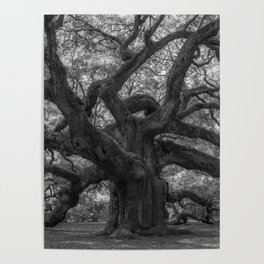 1,500 Year Old Angel Oak Tree of Charleston, South Carolina black and white photography / photograph Poster