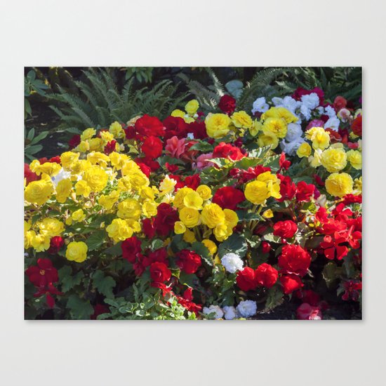 Begonias in Flower Canvas Print