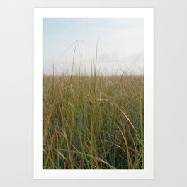 Florida Wild Grass Art Print