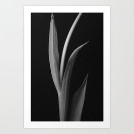 Tulip 2 Art Print