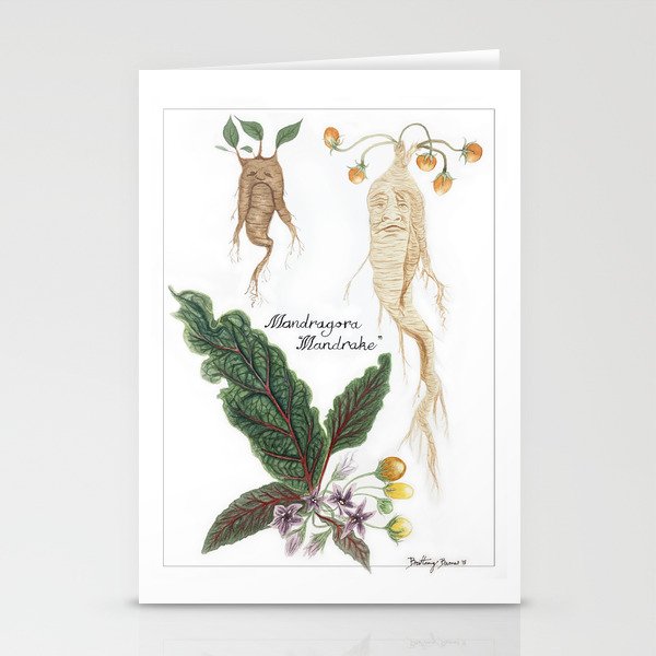Mandrake Botanical Art Stationery Cards