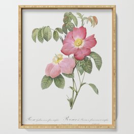 Pink French Rose,  Provins Rosebush (Rosa gallica rosea flore simplica)  by Pierre-Joseph Redouté. Serving Tray