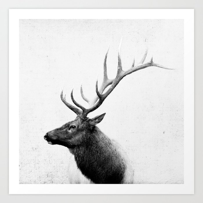Bull Elk  Black and White Wildlife Photography Art Print