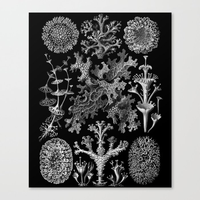 Lichens(Lichenes) by Ernst Haeckel Canvas Print