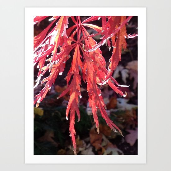 Japanese Maple Art Print